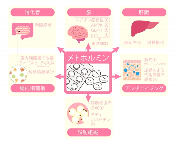抗老化に効果的!!!!メトホルミン薬について